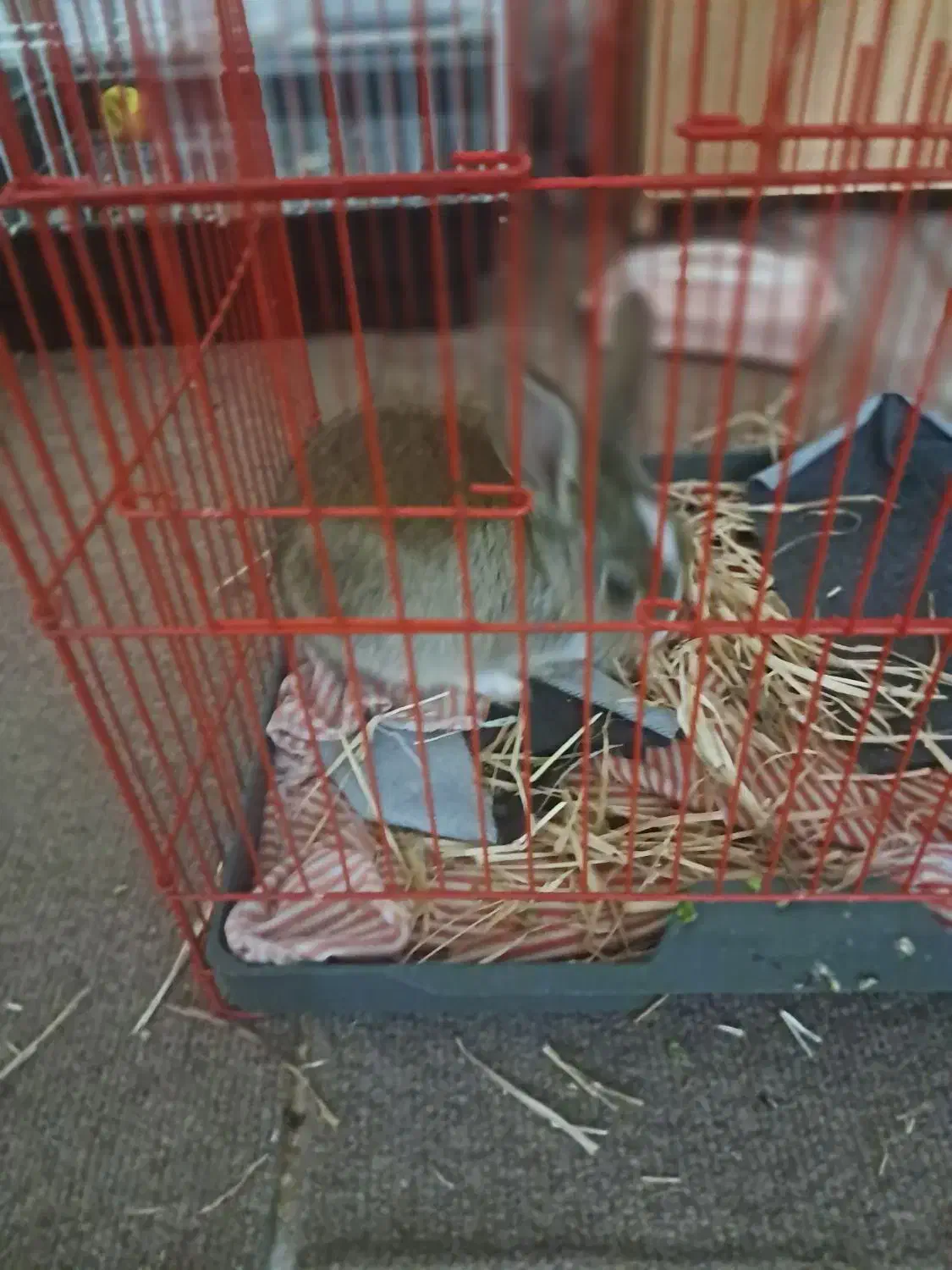 خرگوش دستی رایگان|موش و خرگوش|شاهینشهر, شهرک گلدیس|دیوار