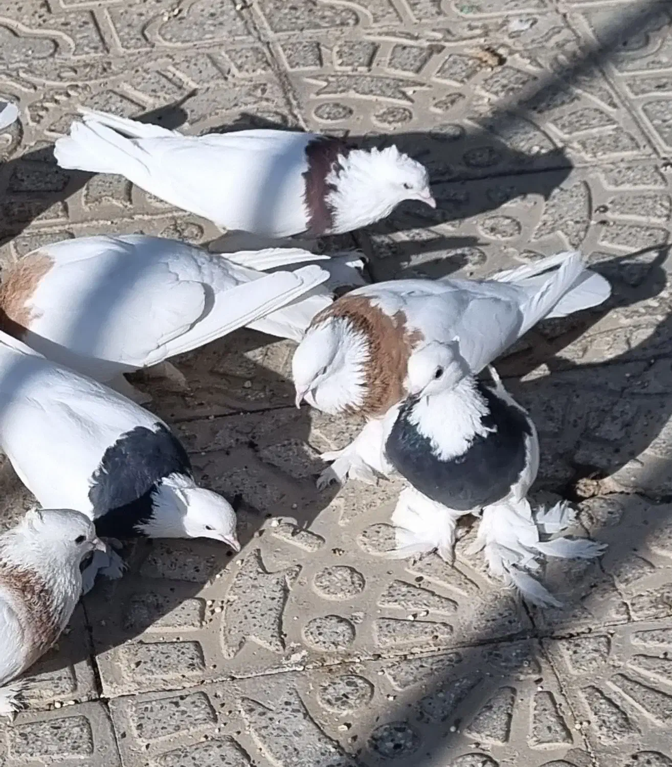 طوقی پاپر|پرنده|مبارکه, |دیوار