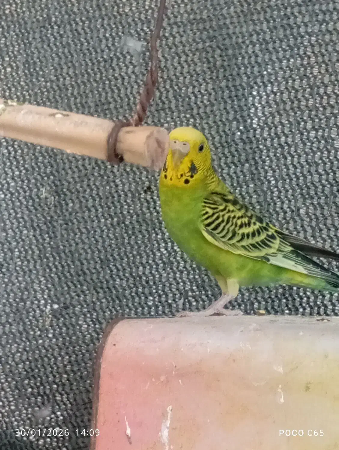 مرغ عشق|پرنده|سراوان, |دیوار