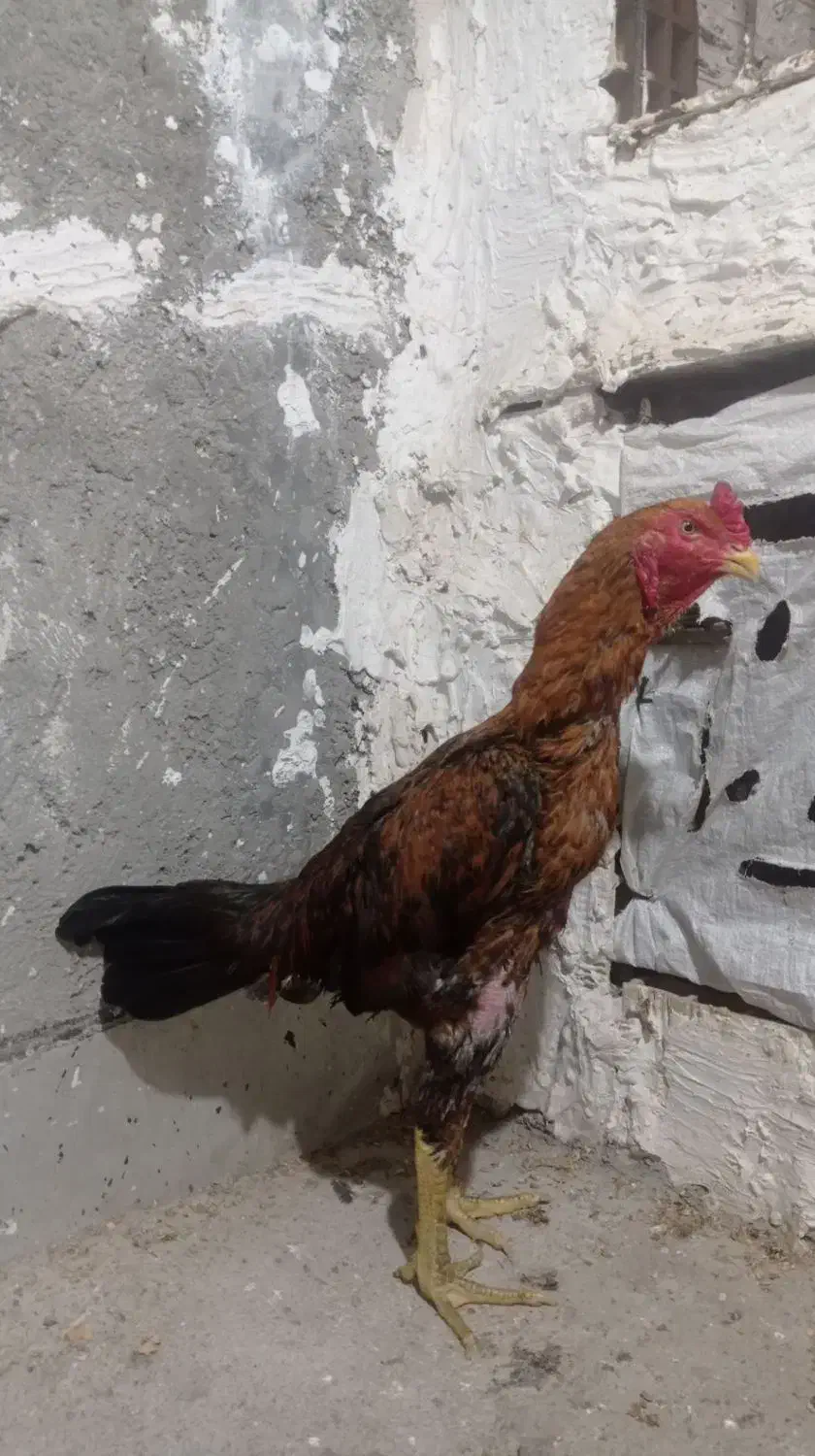 خورس لاری|حیوانات مزرعه|مشگین شهر, |دیوار