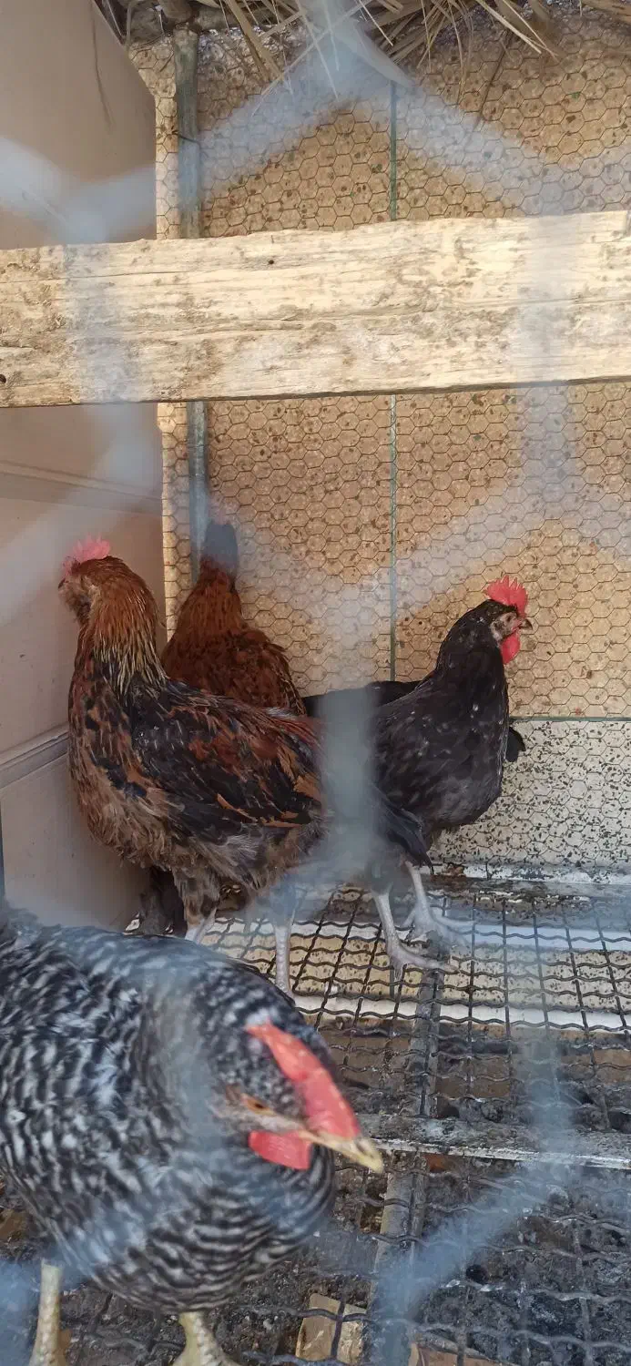 مرغ تخم گذار محلی و جوجه خروس محلی|حیوانات مزرعه|لار, |دیوار