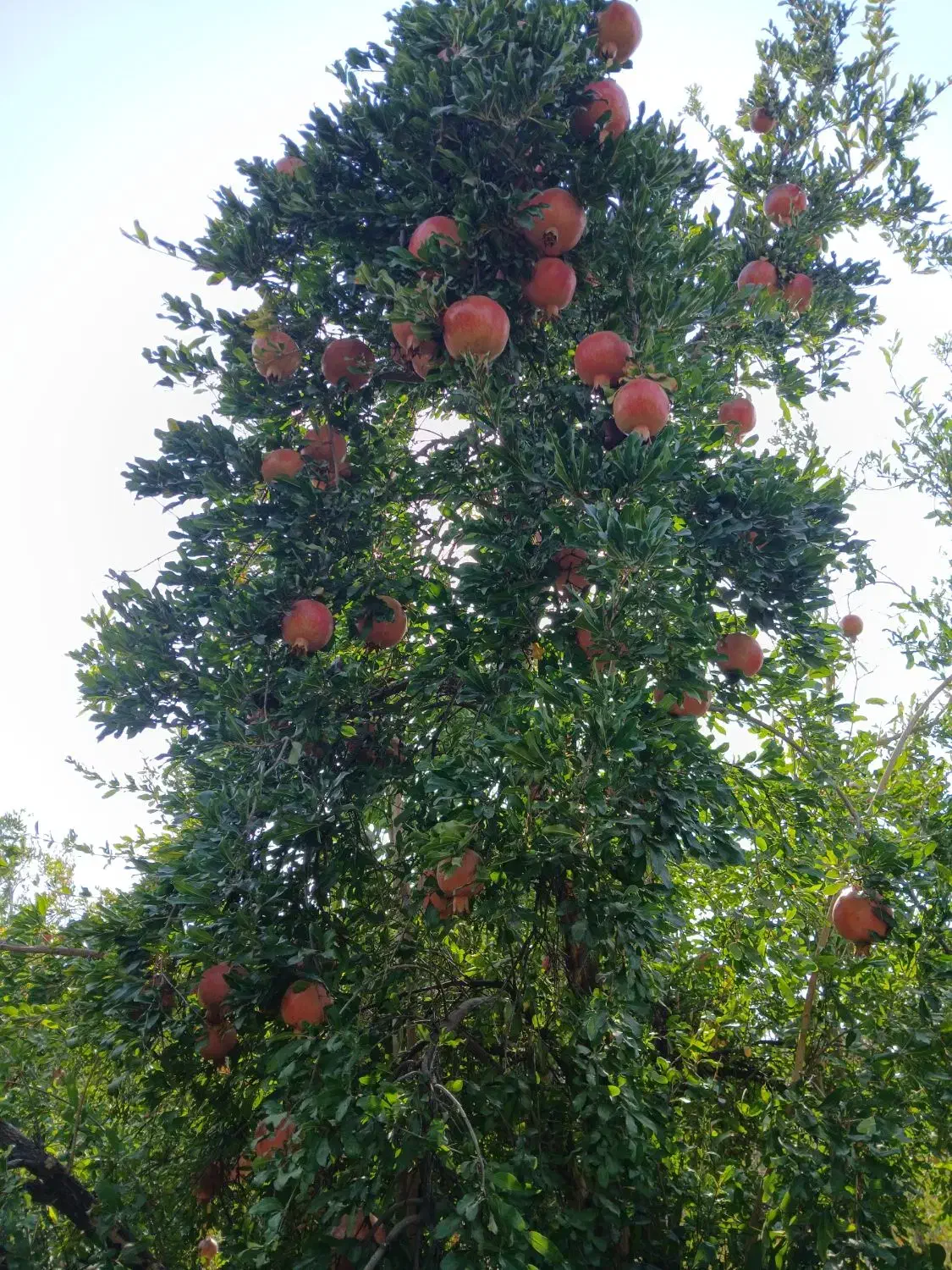 اجاره باغ انار|اجارهٔ کوتاه‌مدت ویلا و باغ|فیروزآباد (فارس), |دیوار