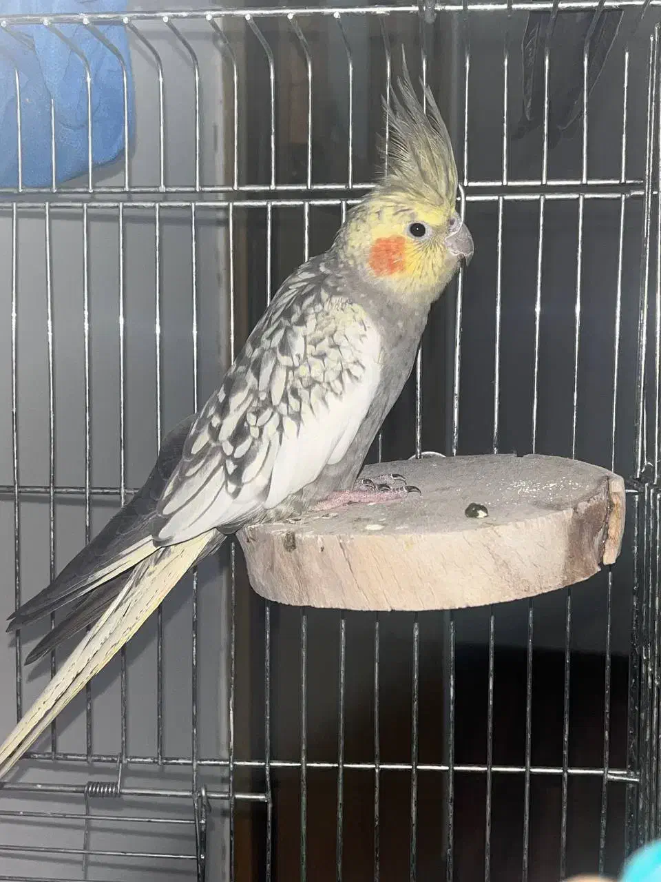 عروس هلندی جفت نژاد ژاپنی|پرنده|اصفهان, باغ نگاره|دیوار