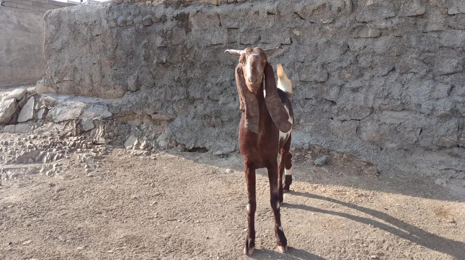 بز نژاد افغان|حیوانات مزرعه|ویسیان, |دیوار