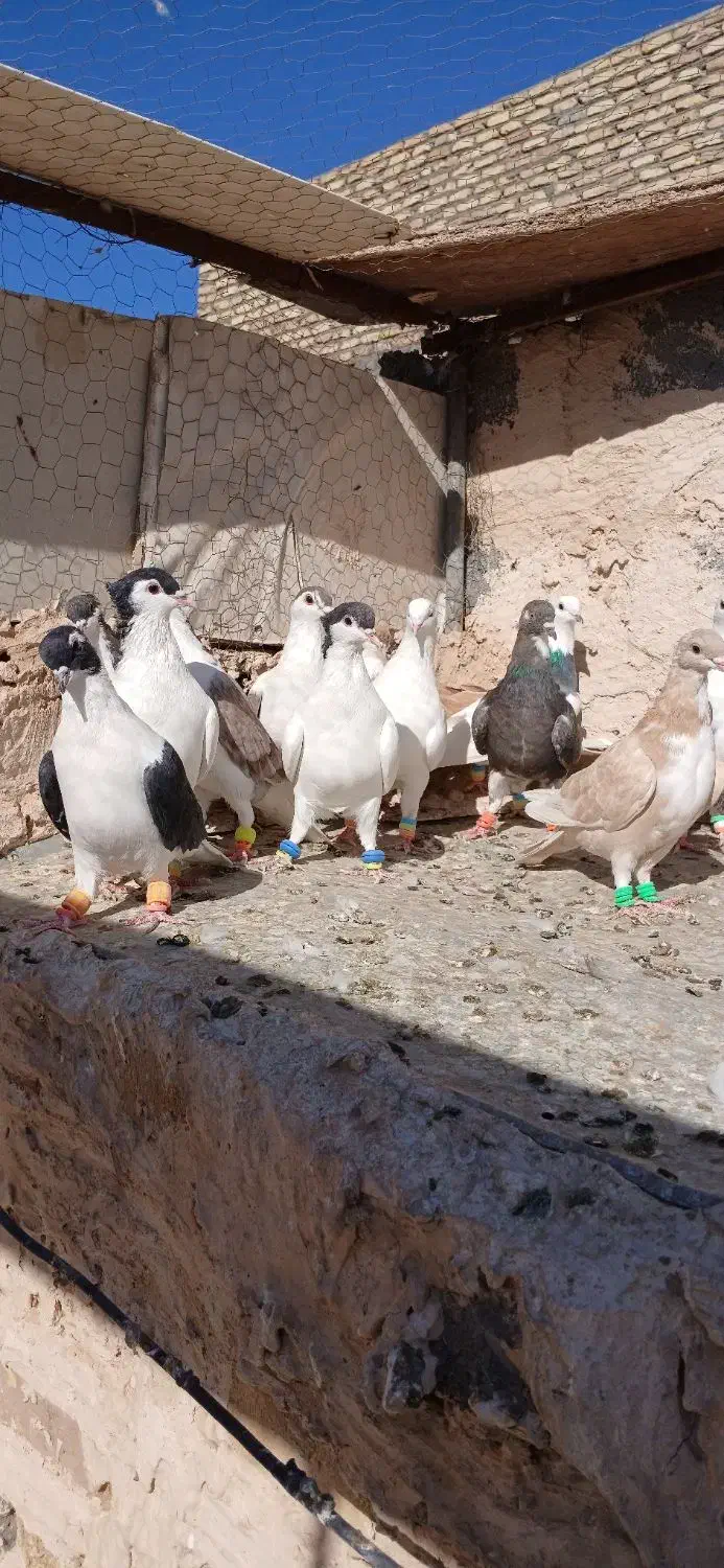 کفتر رنگه پرشی|پرنده|تربت‌حیدریه, باغ سلطانی|دیوار
