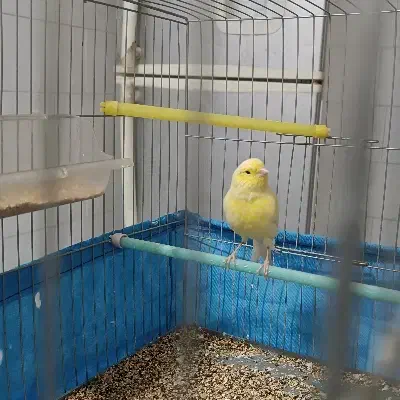 قناری نر درجع یک بخون|پرنده|فارسان, |دیوار