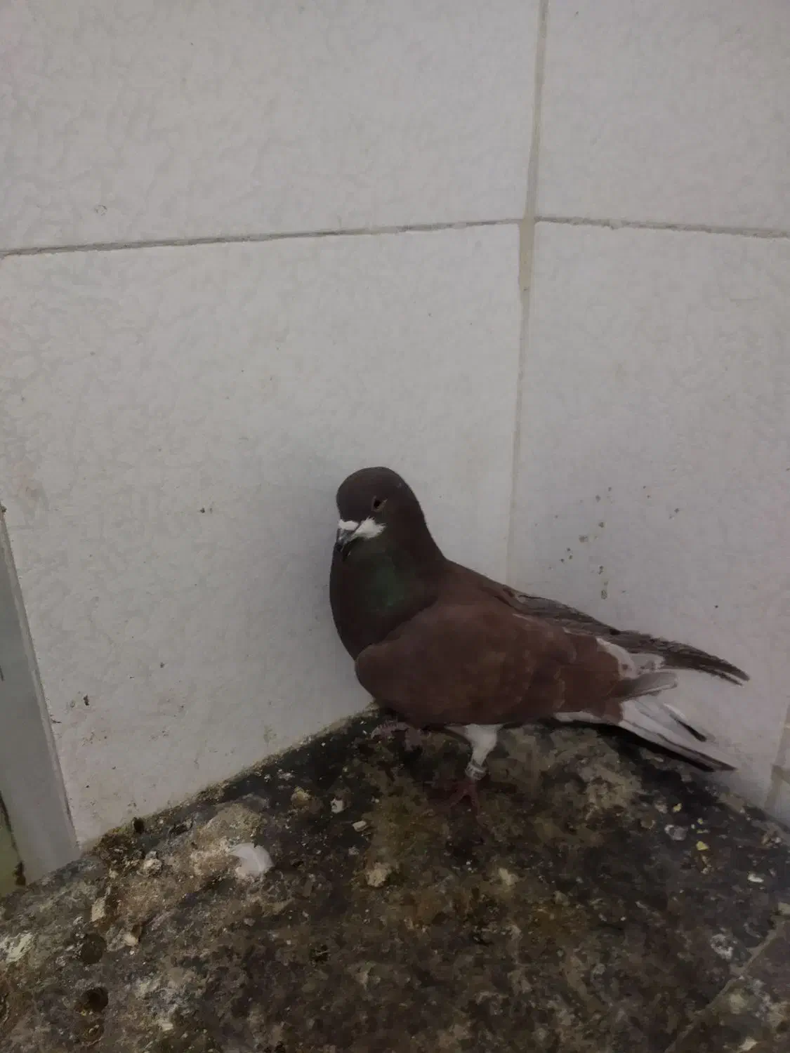 کبوتر|پرنده|فولادشهر, ورزشگاه فولادشهر|دیوار