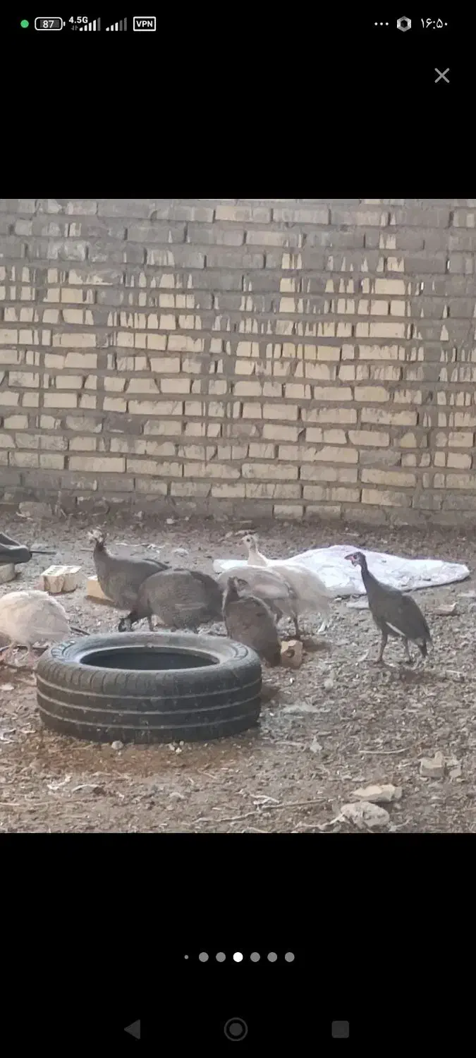 مرغ شاخدار|حیوانات مزرعه|کرمان, |دیوار