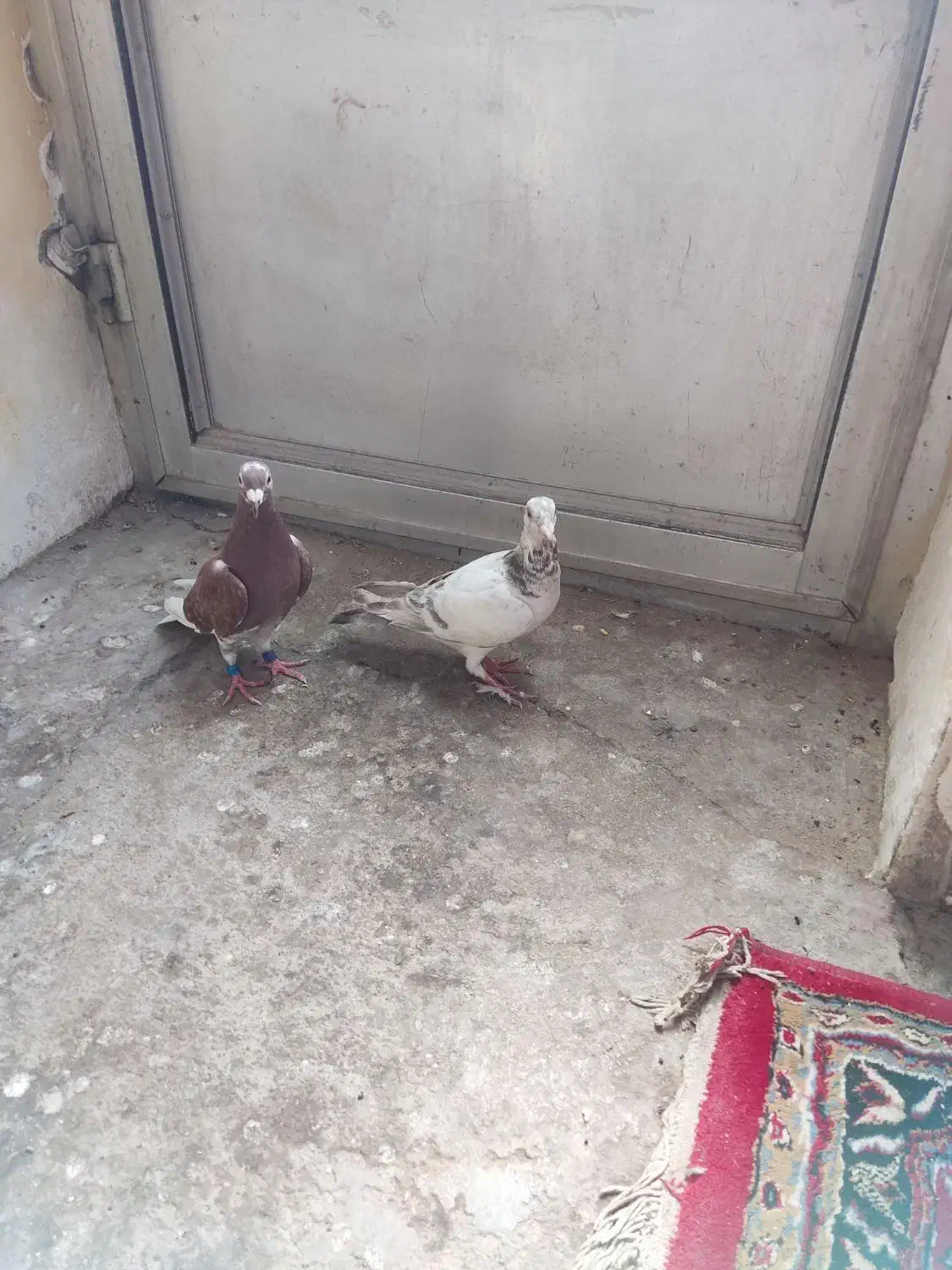 کبوتر پلاکی|پرنده|بندر گناوه, |دیوار