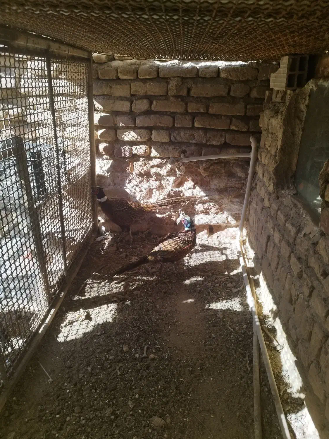 پرنده زینتی|پرنده|زرند, |دیوار