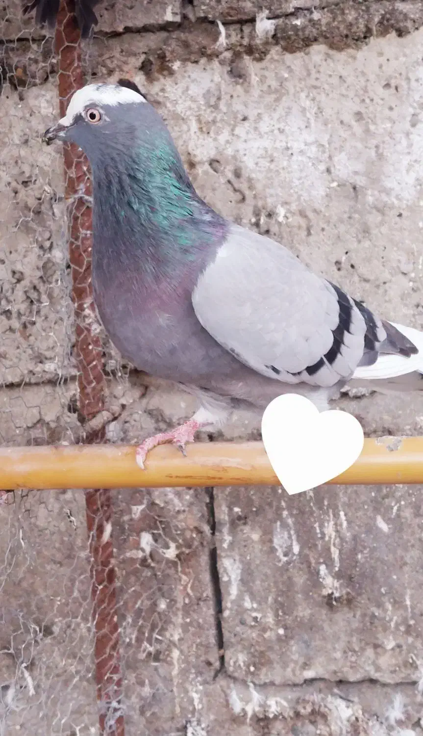 کفتر غریبگیری|پرنده|هادی شهر, |دیوار