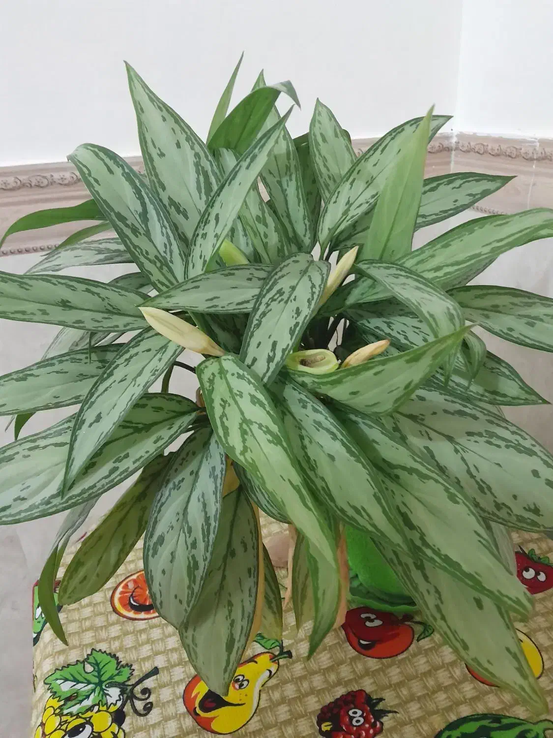 گل طبیعی|گل و گیاه طبیعی|مشگین شهر, |دیوار