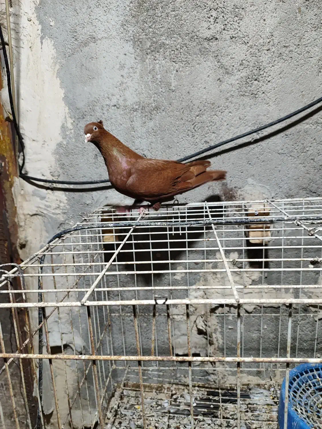 دوتا عدد نر رنگی درجه یک|پرنده|بندر ماهشهر, |دیوار