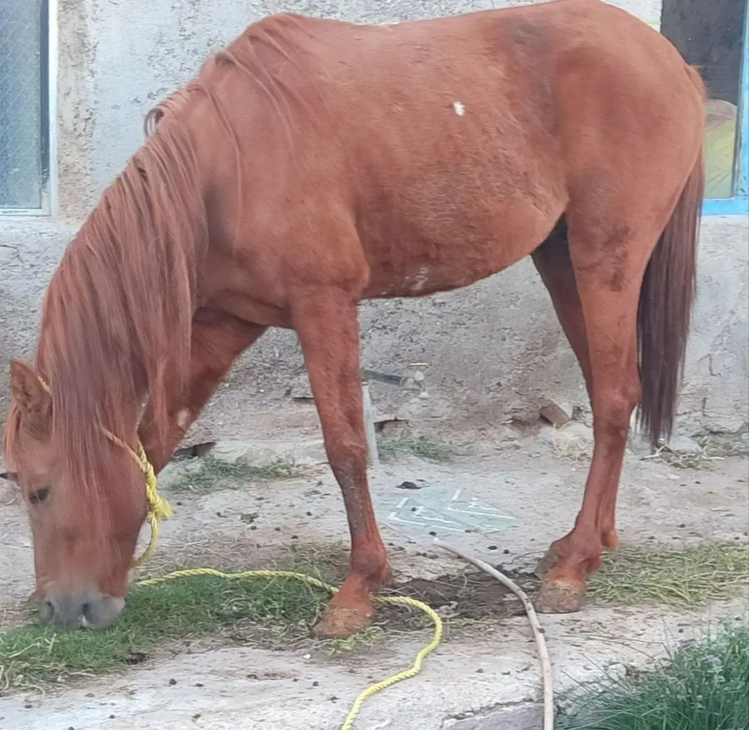 اسب کورد۴ساله|اسب و تجهیزات اسبسواری|اهر, |دیوار