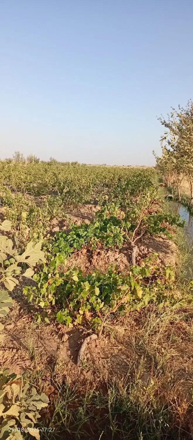 زمین کشاورزی و باغ|فروش زمین و ملک کلنگی|دشتابی, |دیوار