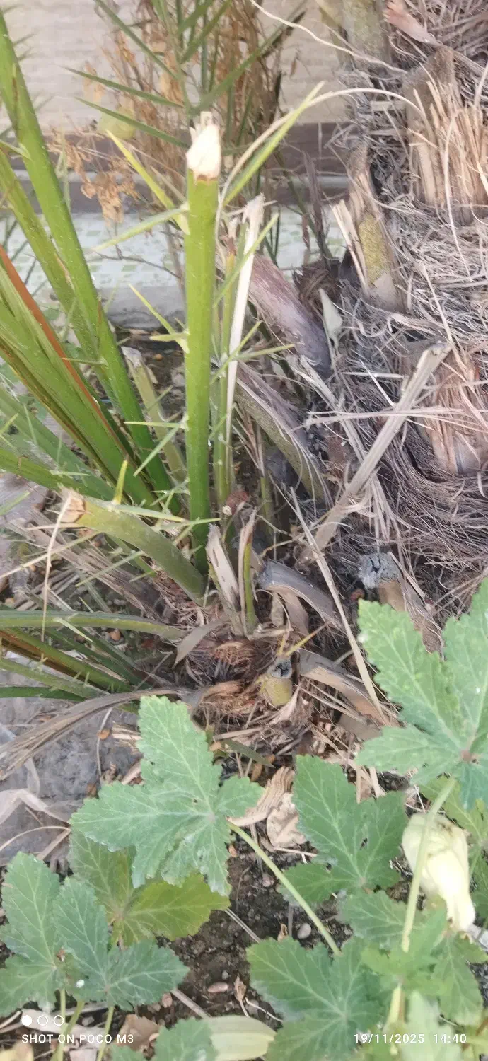 پاجوش نخل از نوع بریم|گل و گیاه طبیعی|خرمشهر, |دیوار