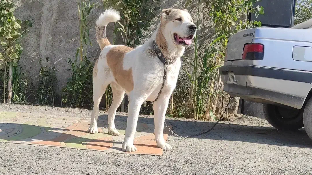 سگ آلابای ولکادو|سگ|ماهدشت, |دیوار