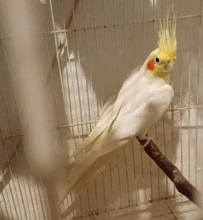 عروسهلندی نر|پرنده|مشهد, قائم|دیوار