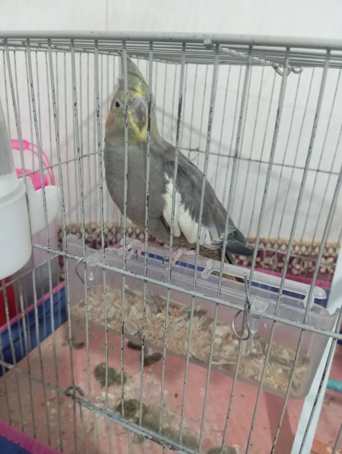 عروس هلندی|پرنده|قم, شهر قائم|دیوار