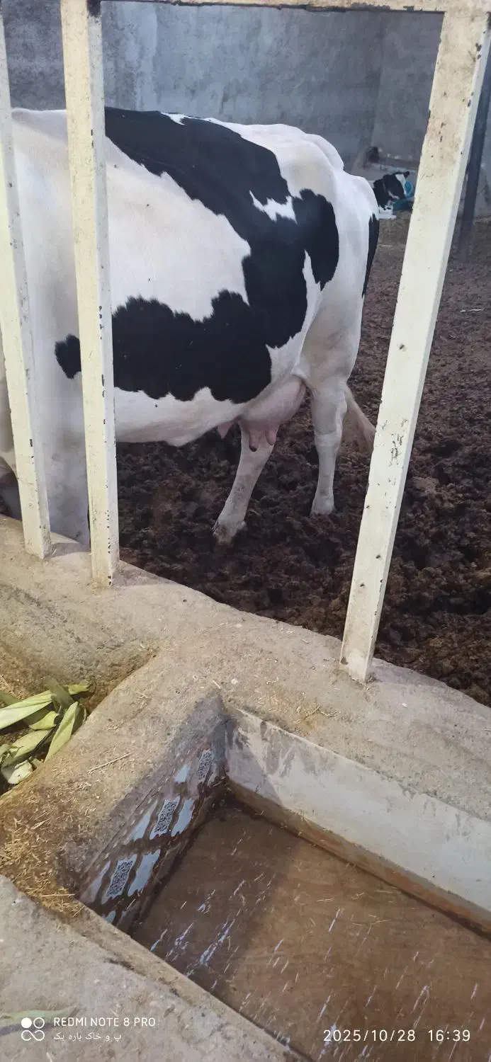 گاو زاییده باگوساله ماده|حیوانات مزرعه|زابل, |دیوار