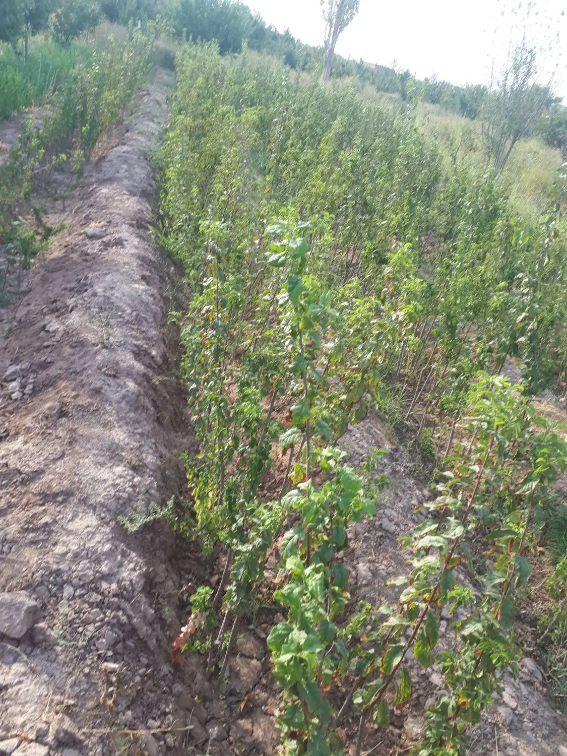 انواع نهال آلو کبرایی حاج حسنی رسمی|خدمات باغبانی و درختکاری|نیشابور, پنجراه|دیوار