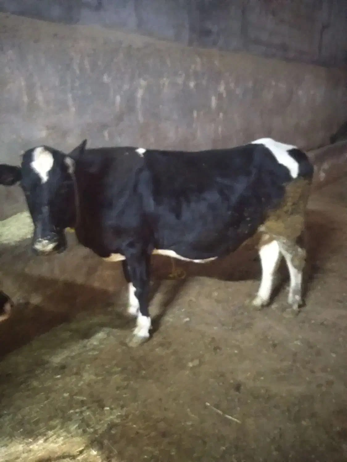 گاو|حیوانات مزرعه|حسین آباد, |دیوار