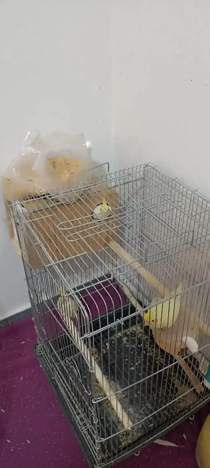 چروس هلندی جفت و تک به شرط تخم با کاغذ تضمینی|پرنده|پاکدشت, پاکدشت (مامازند)|دیوار