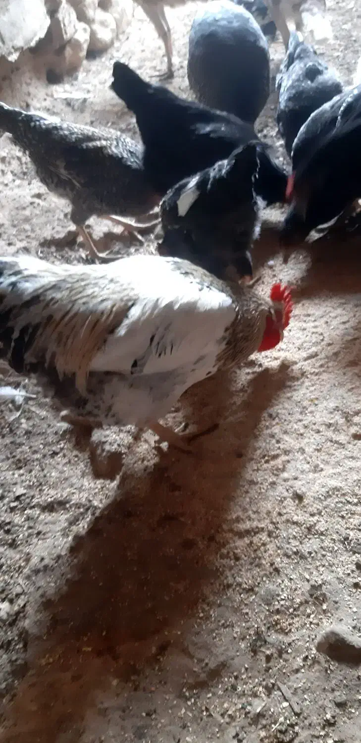 فروش خروس سفید چهل تاج و ساده و ....|حیوانات مزرعه|تفت, |دیوار