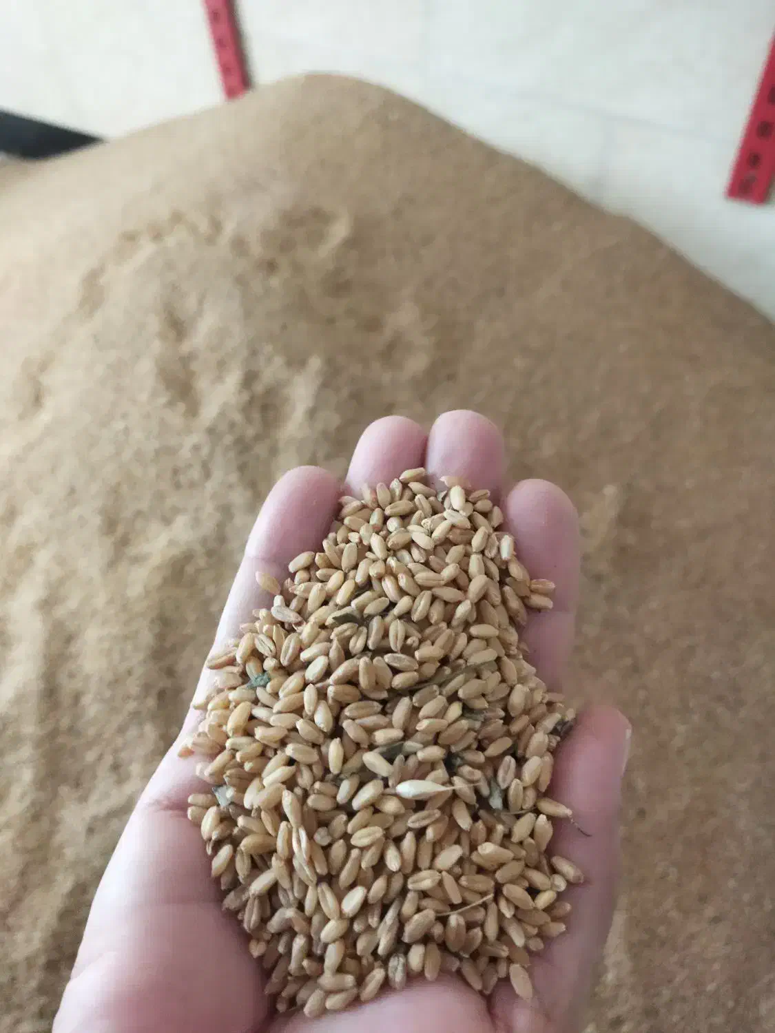 جو و گندم|خدمات باغبانی و درختکاری|انبارآلوم, |دیوار