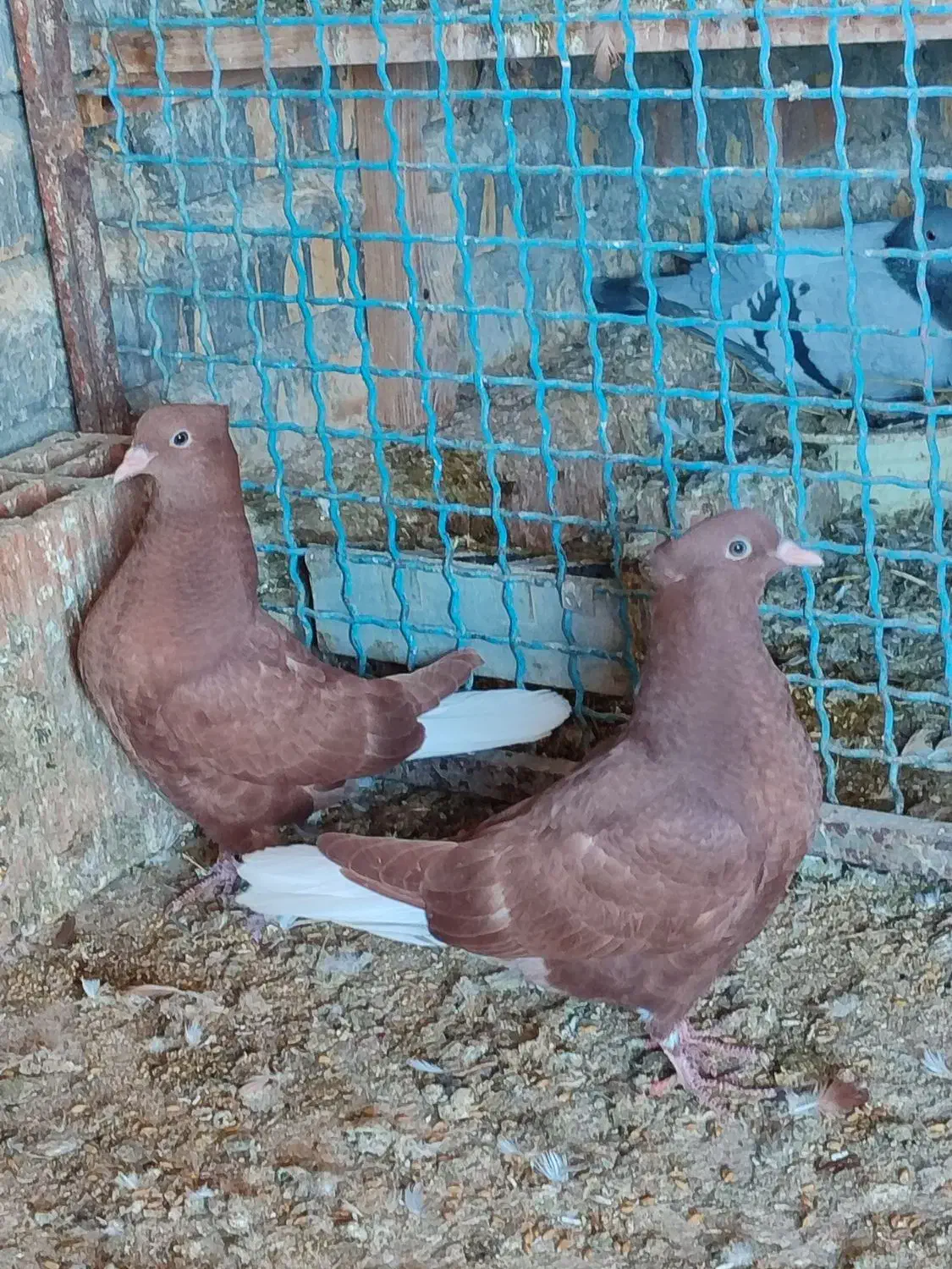 سرخ دم سفید جوجه|پرنده|سیمین شهر, |دیوار