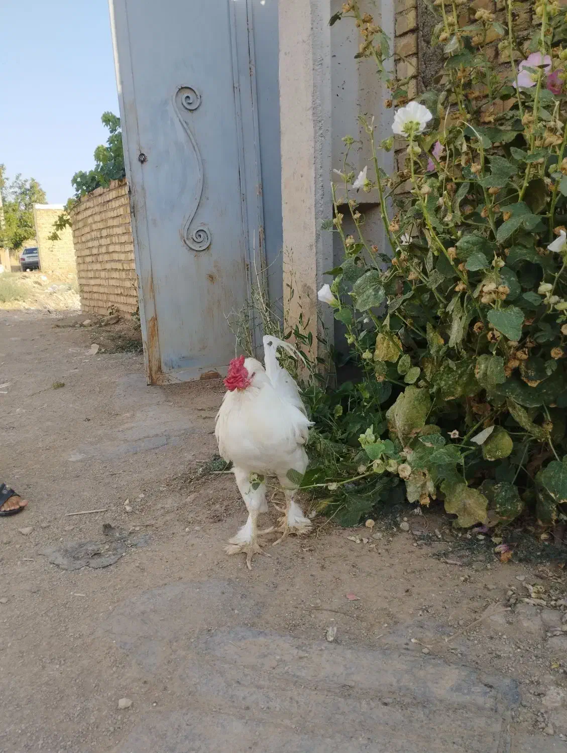 خروس سلطان|حیوانات مزرعه|خرمدره, |دیوار