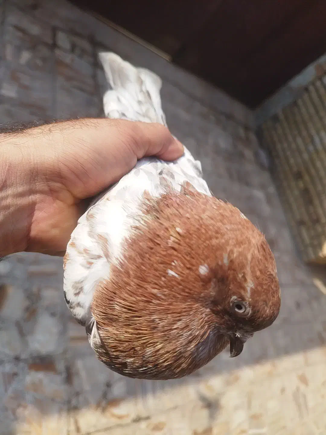 کبوتر کله ای|پرنده|کارون, |دیوار