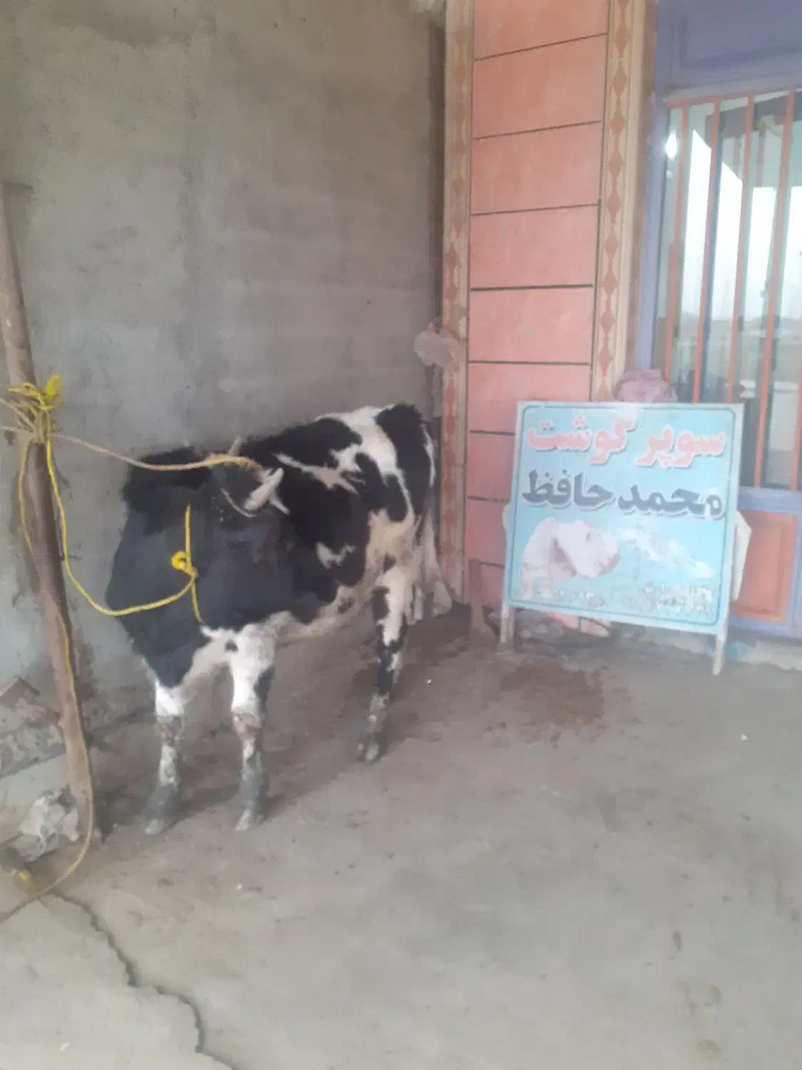 گوساله گوشت|خوردنی و آشامیدنی|آق قلا, |دیوار