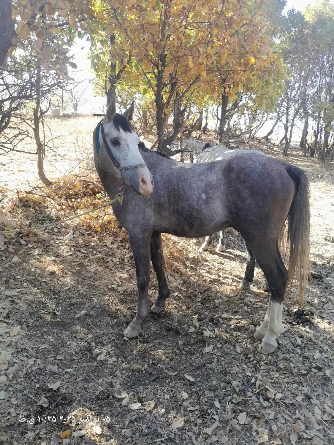 اسب نریان کورد باری و سواری|اسب و تجهیزات اسبسواری|ننور, |دیوار
