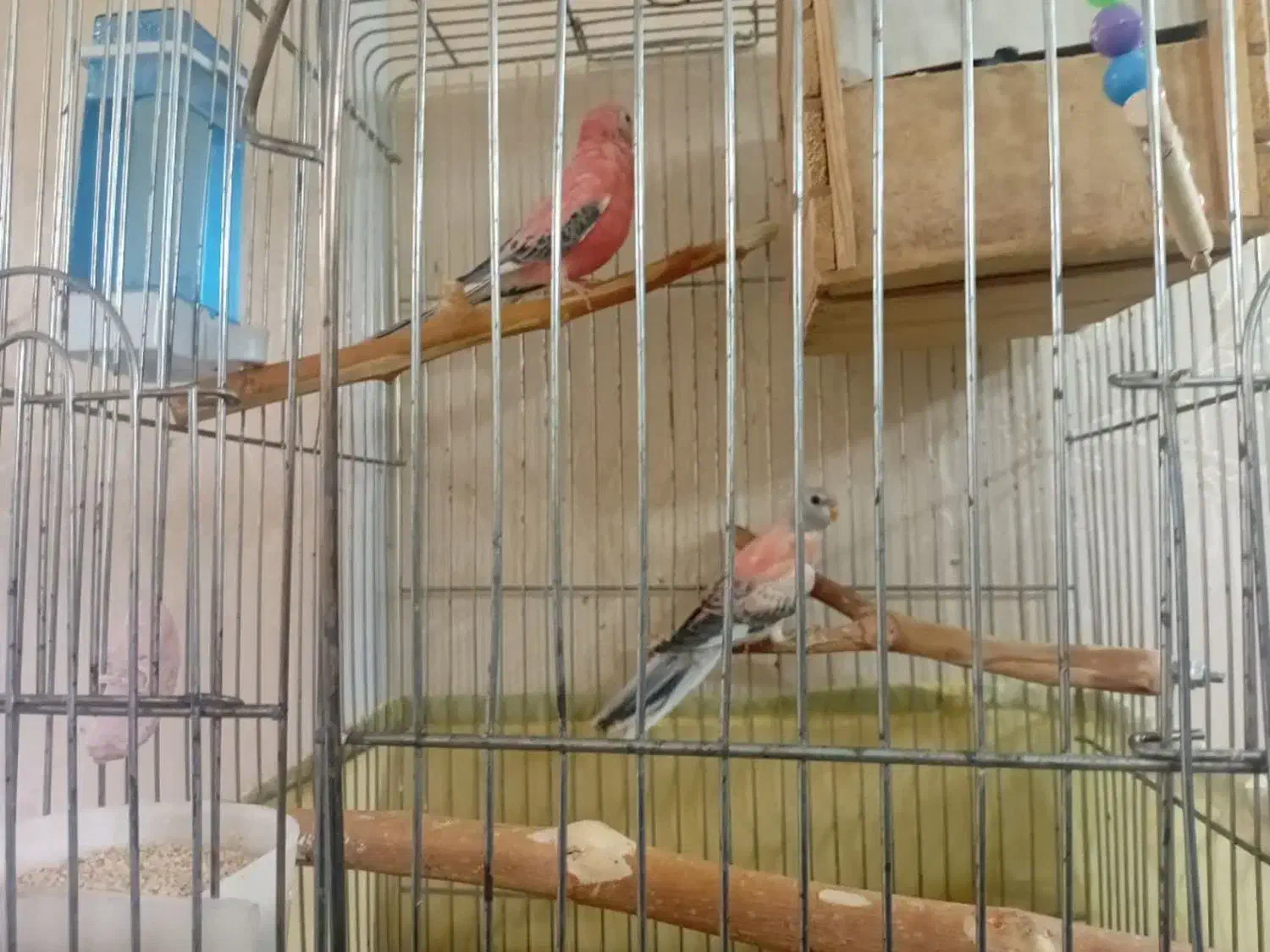 طوطی|پرنده|تهران, فرودگاه مهرآباد|دیوار