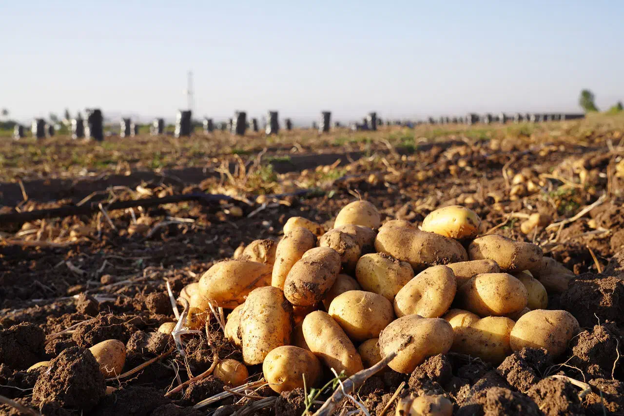 سیب زمینی درجه یک|خوردنی و آشامیدنی|دهگلان, |دیوار