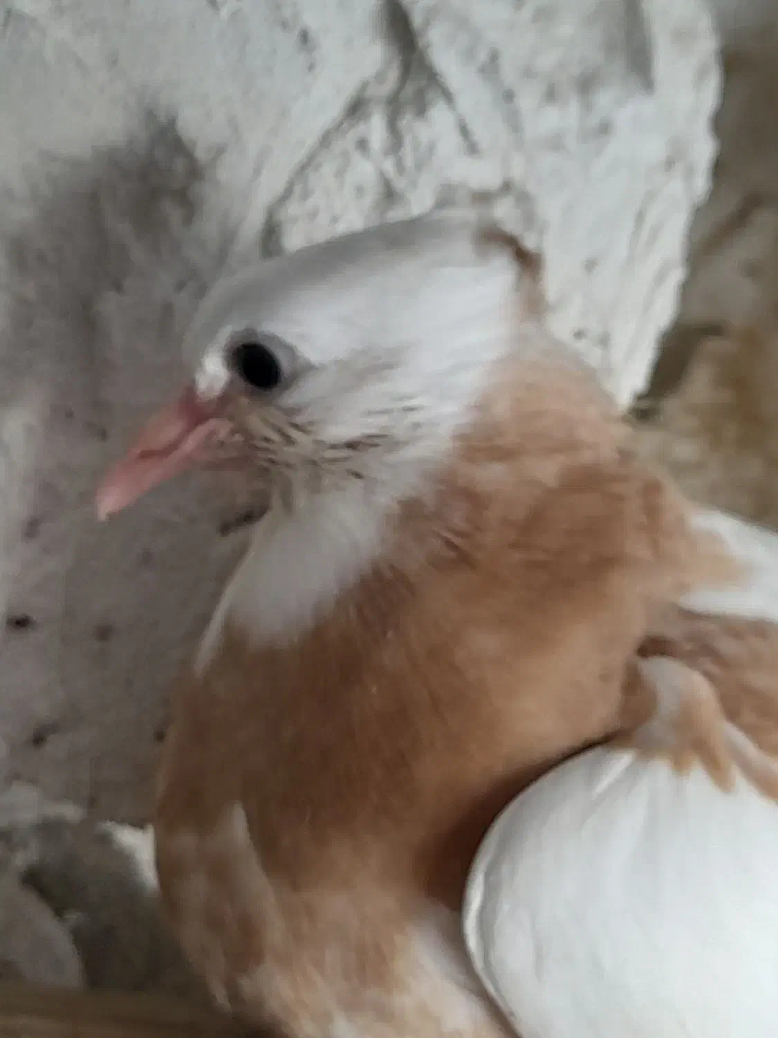 کبوتر|پرنده|جم, |دیوار