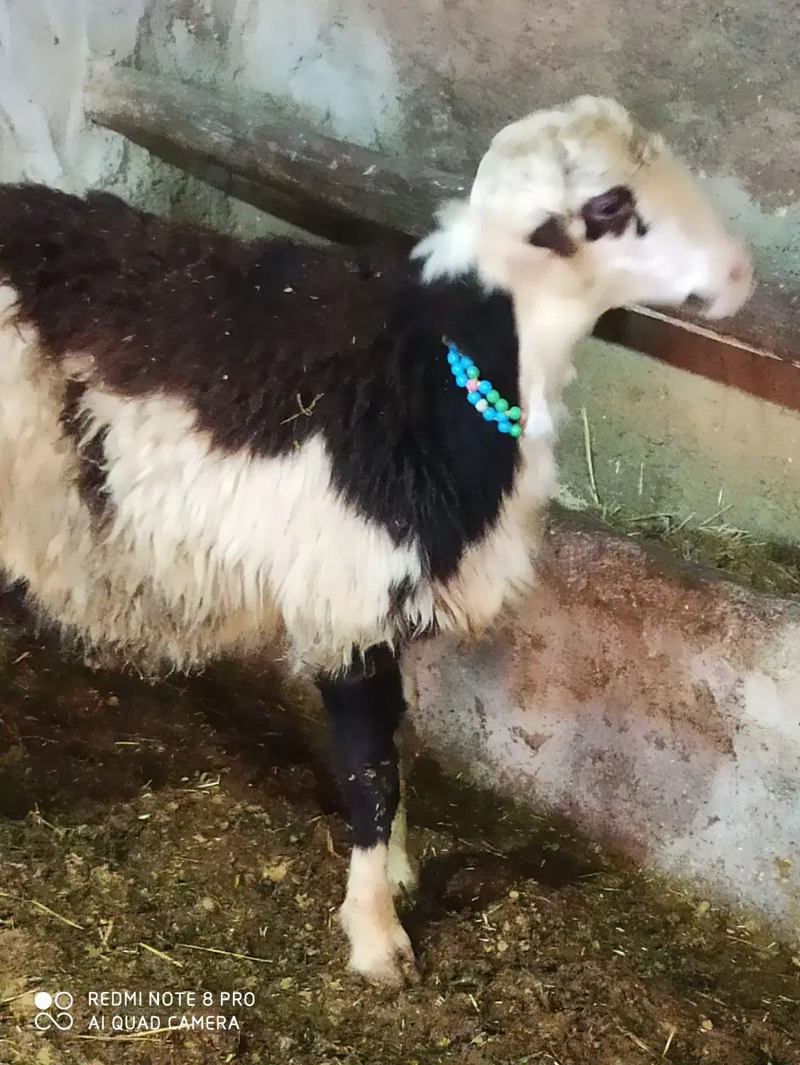 قوچ بره قوچ|اسب و تجهیزات اسب‌سواری|نهاوند, |دیوار