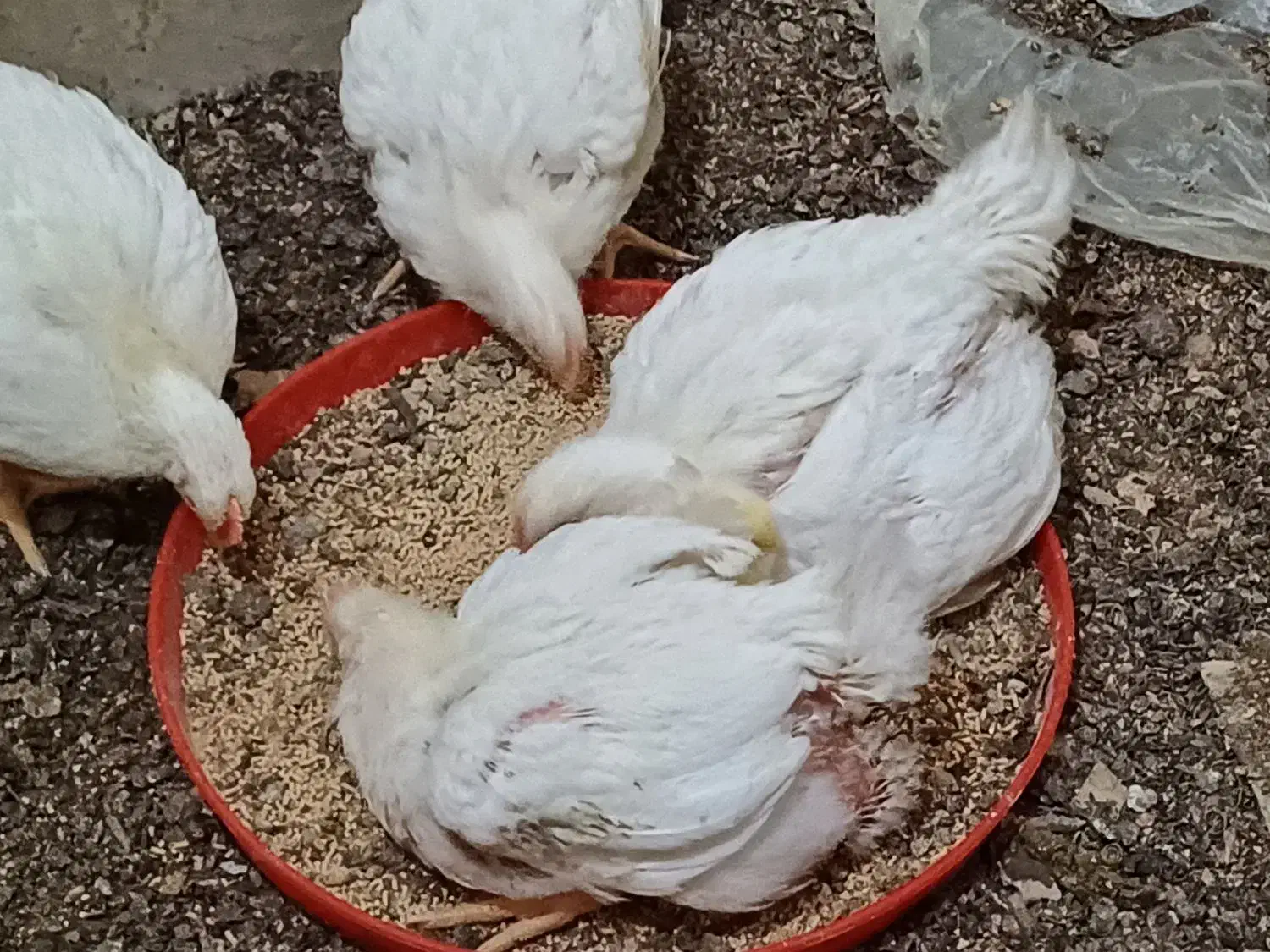 دانه میکسر گوشتی با بهترین مواد مغذی|لوازم جانبی حیوانات|گالیکش, |دیوار