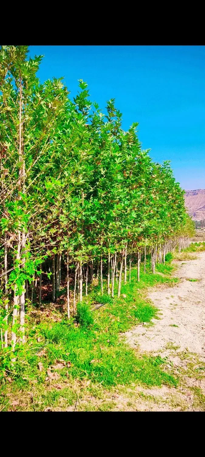 نهال چنار دو ساله|خدمات باغبانی و درختکاری|خفر, |دیوار