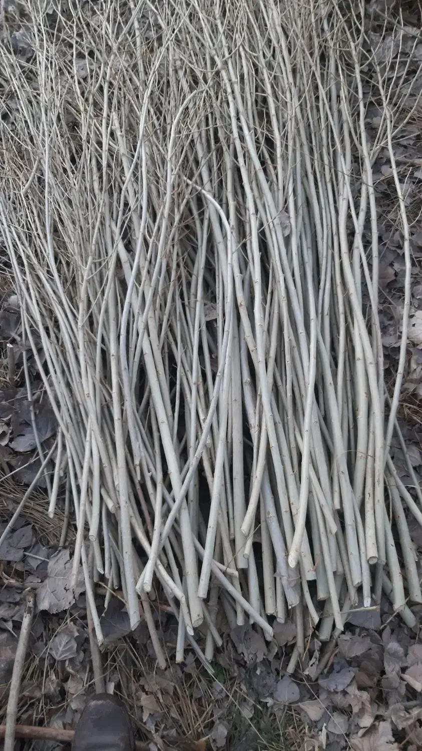 قلمه یا مومه صنوبر|خدمات باغبانی و درختکاری|شاهین دژ, |دیوار