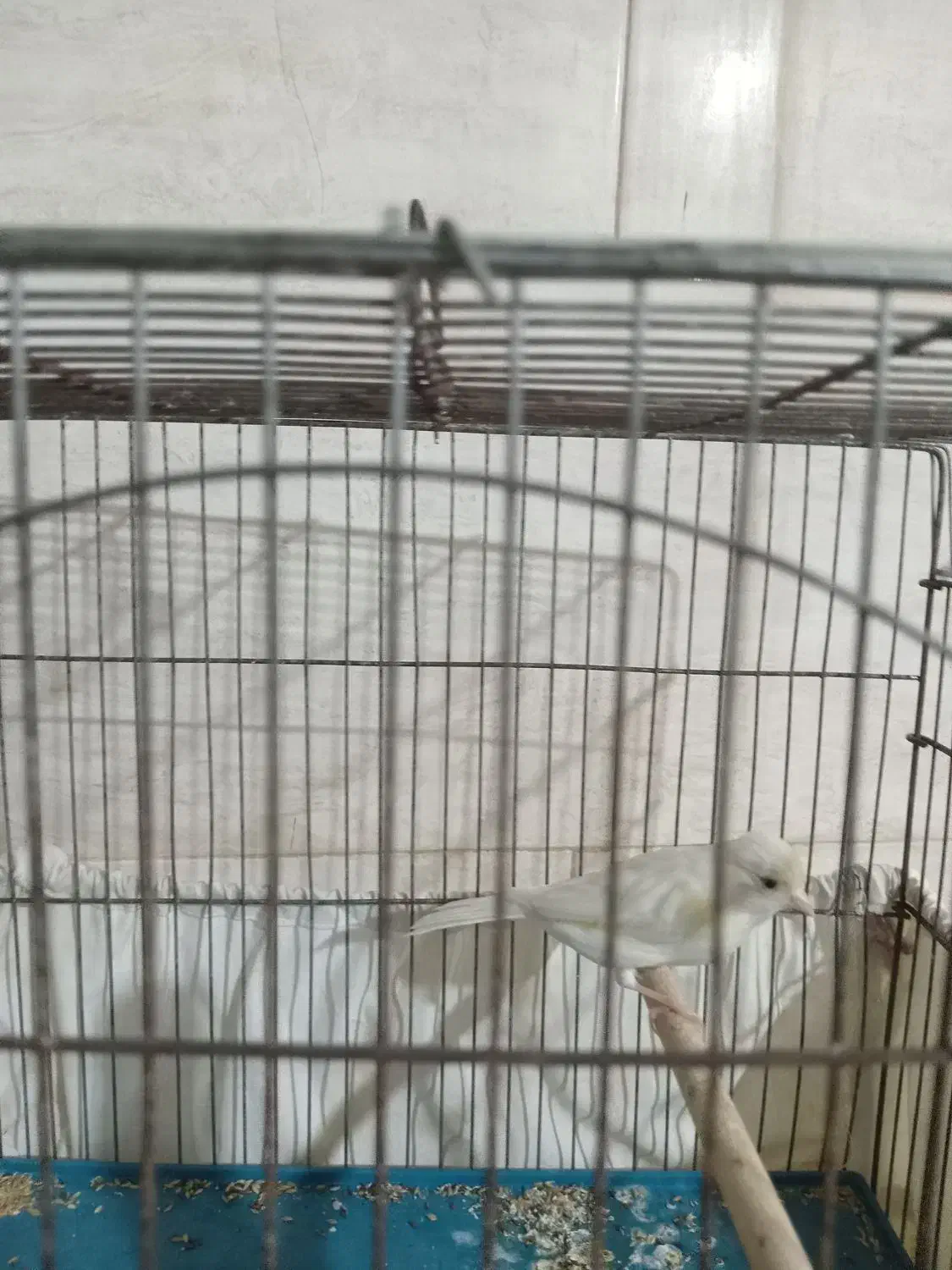 فروش قناری نر|پرنده|بهبهان, |دیوار