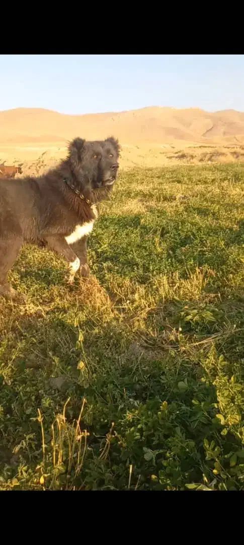 واگذاری سگ گله|سگ|چنارود, |دیوار