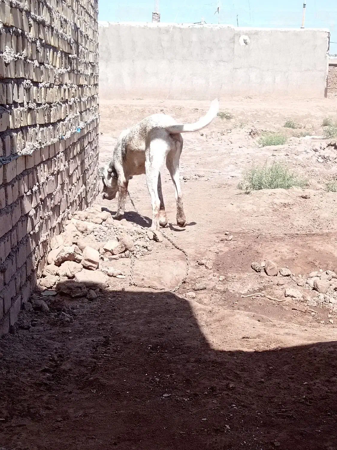 سگ گم شده|حیوانات|سبزوار, قصبه شرقی|دیوار