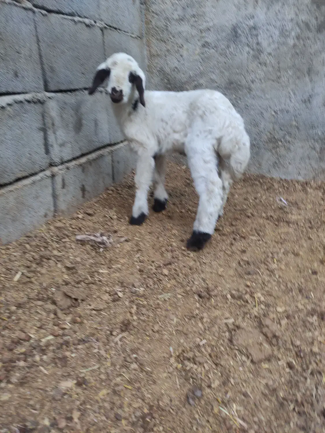 فروش انواع بره شیری نر و ماده درجه یک|حیوانات مزرعه|خرمآباد, |دیوار