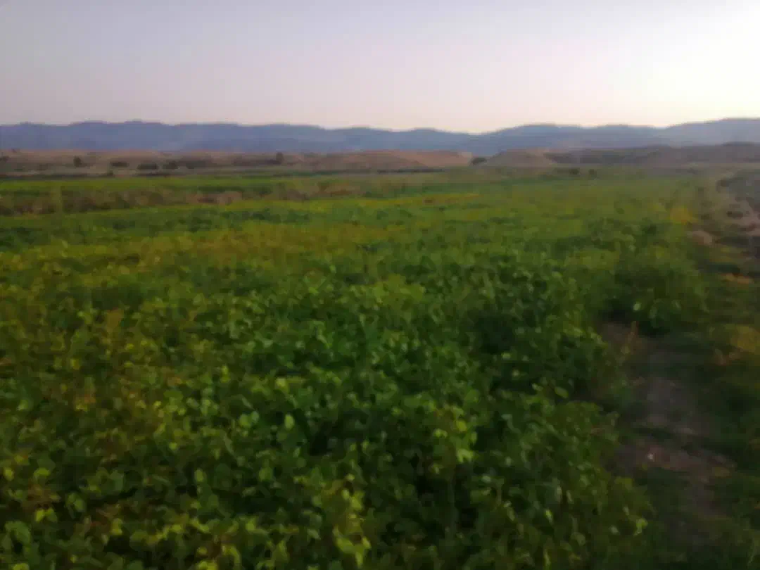 زمین کشاورزی آبی دردره شهر روستای دلفان آباد|فروش زمین و ملک کلنگی|دره شهر, |دیوار