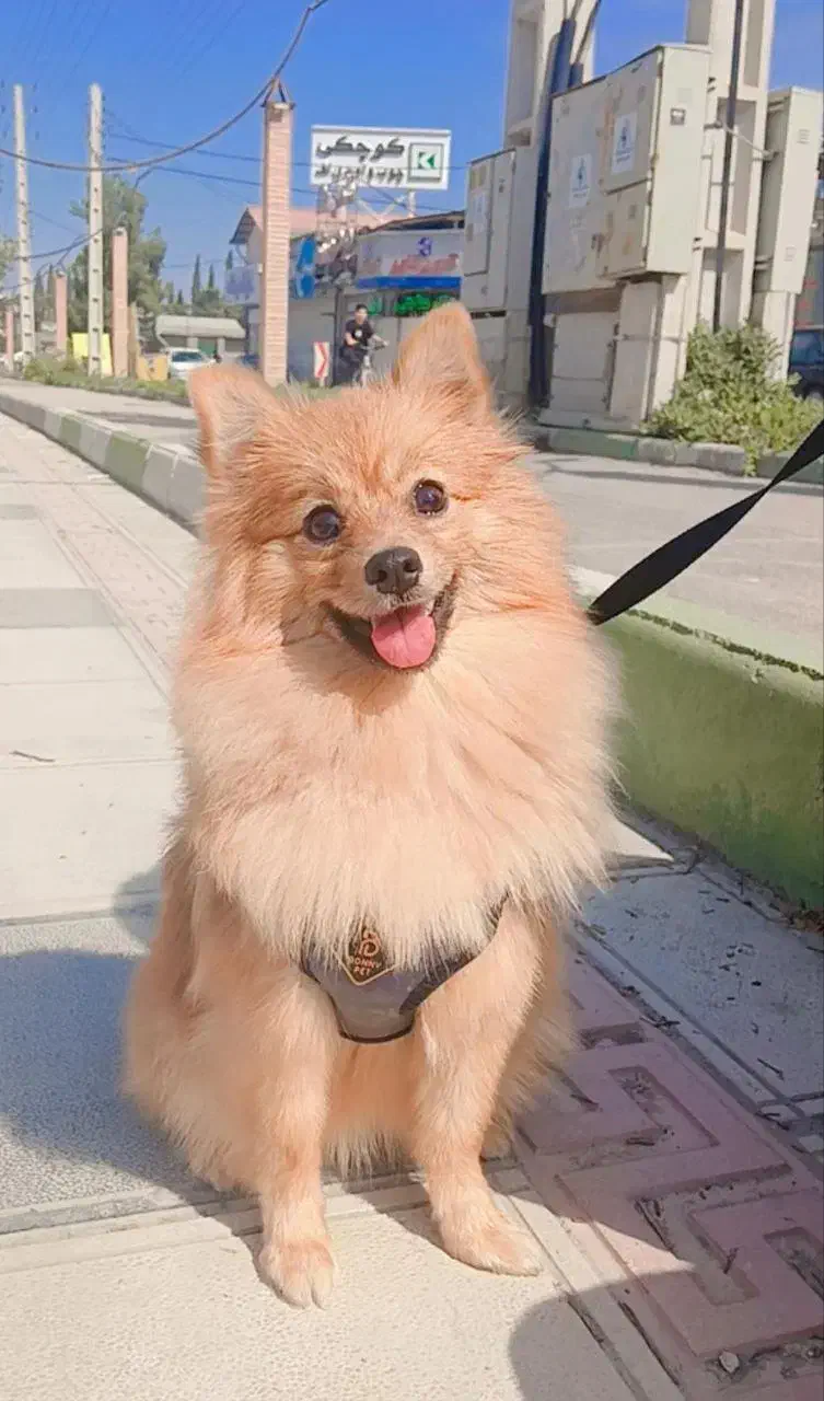 سگ پامرانین|سگ|بهشهر, |دیوار