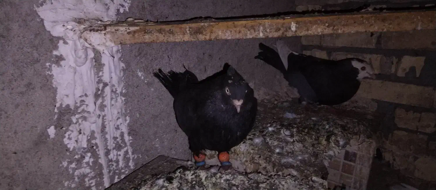 سیاه و طوقی|پرنده|مبارکه, |دیوار