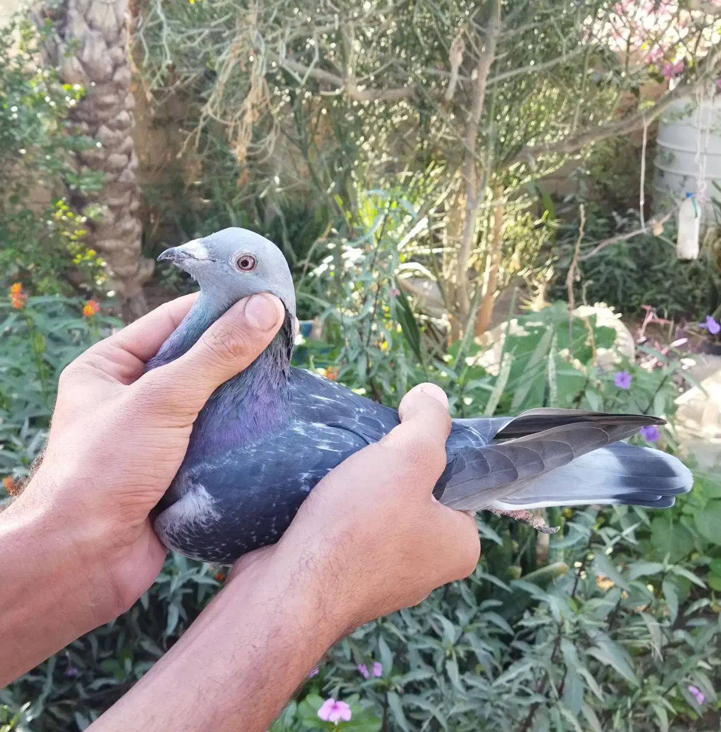 بتنبرگ نر خون خالص هزار نشسته|پرنده|برازجان, |دیوار