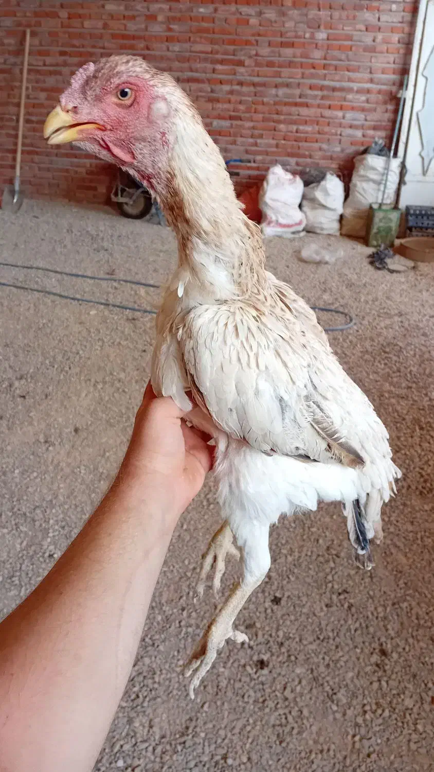 مرغ لاری درجه ۱ نسل قدیم|حیوانات مزرعه|ممقان, |دیوار